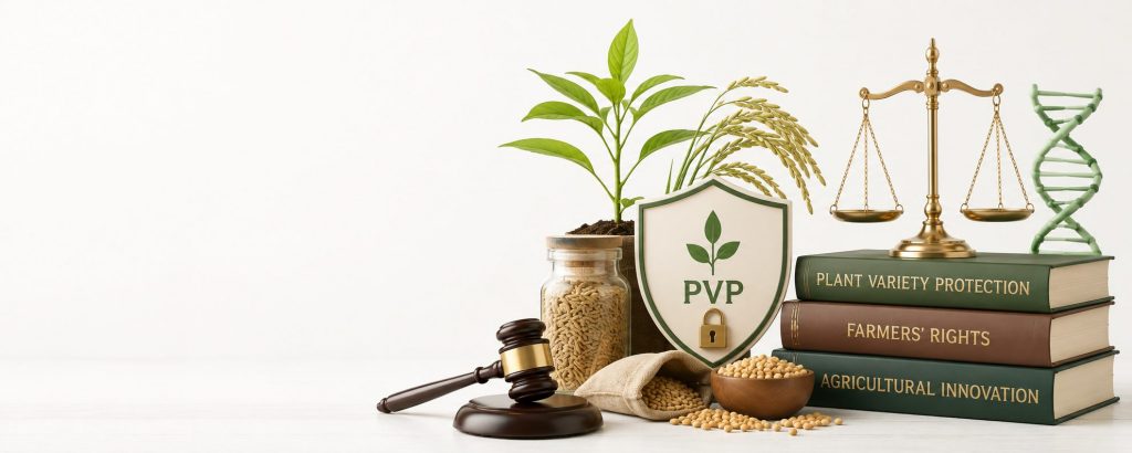 PVP